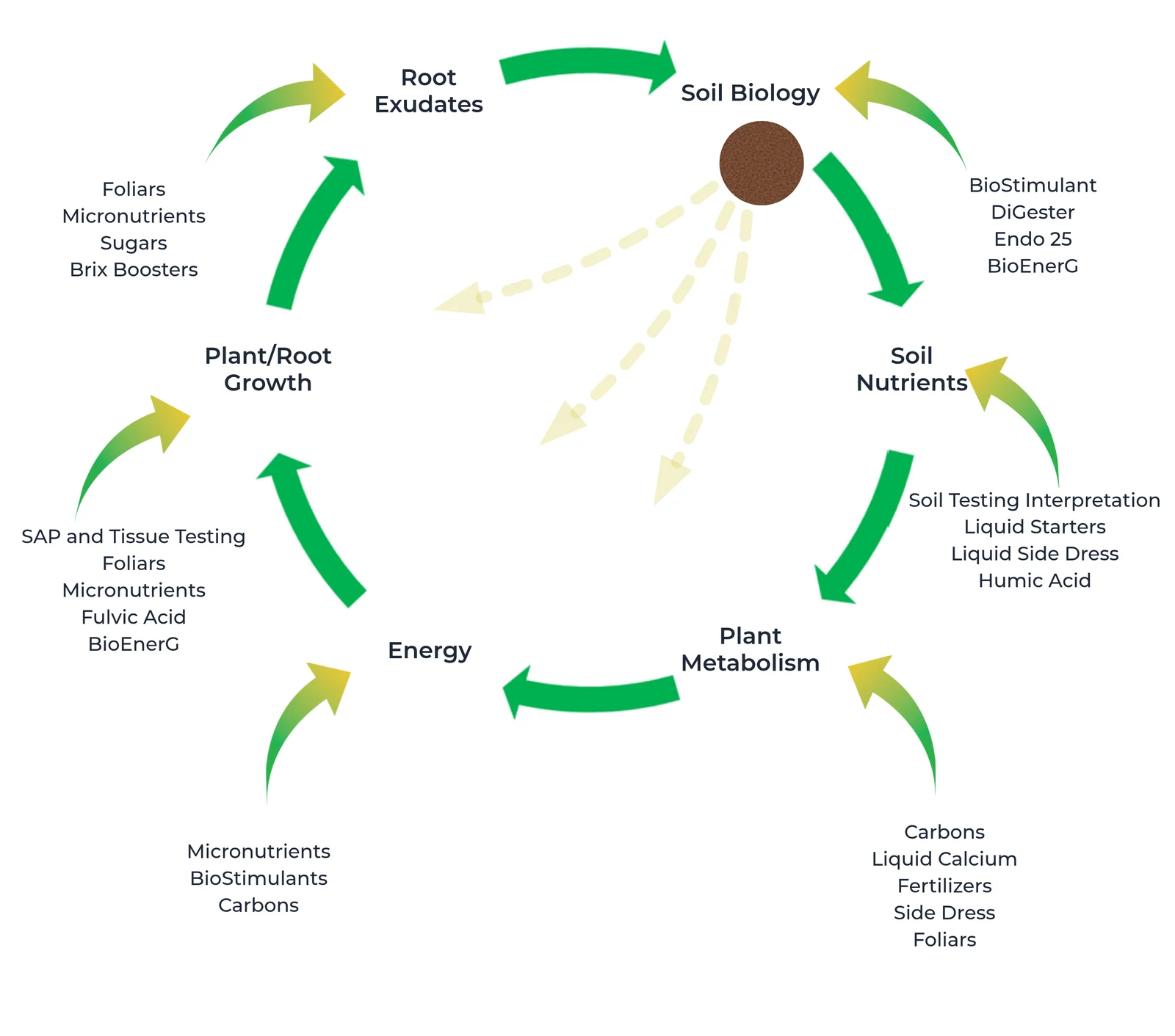 The AgriEnergy Cycle: a positive feedback loop connecting soil biology, soil nutrients, plant metabolism, energy, plant/root growth, and root exudates.