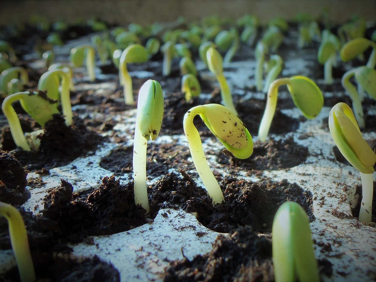 Early Soybean Growth & Development