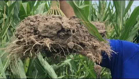 Know Your Enemy: Soil Compaction