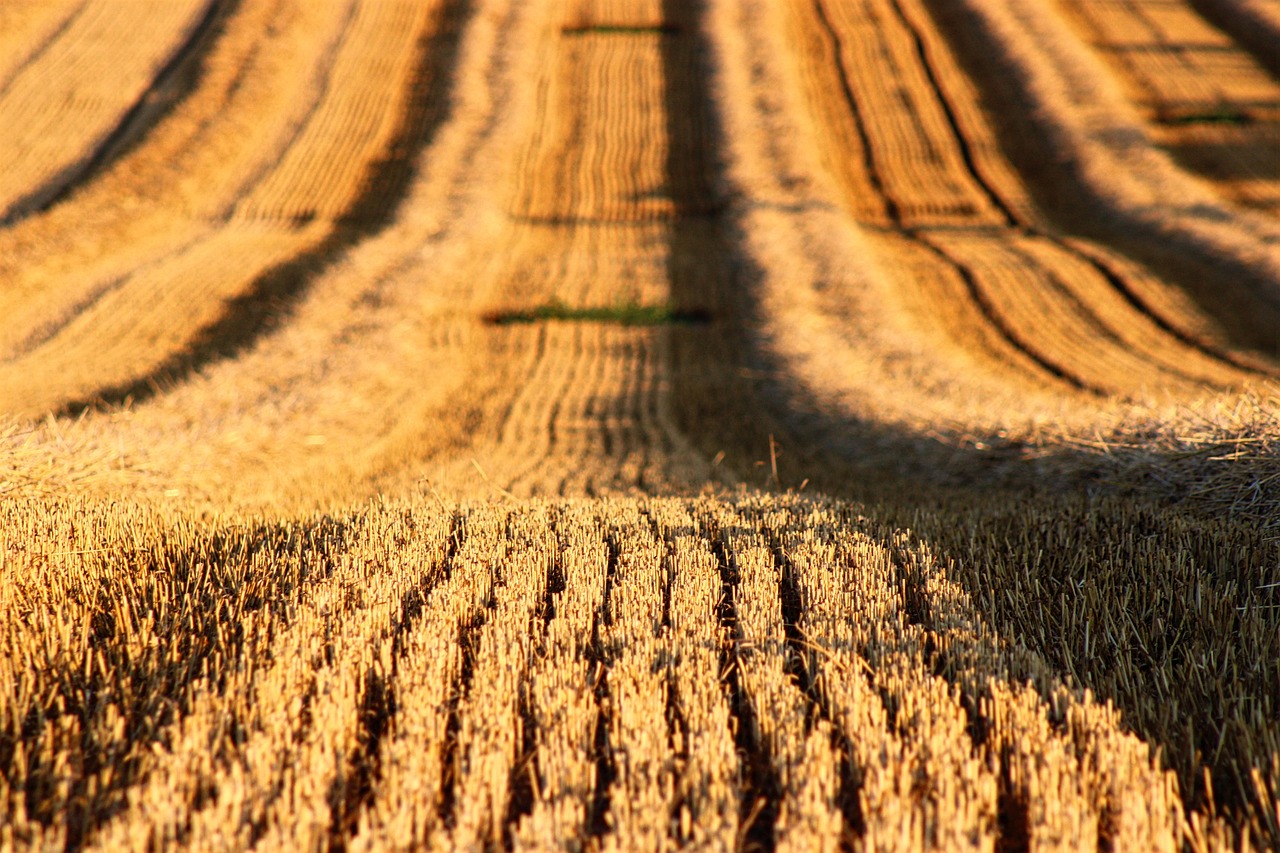 Fall Seeding