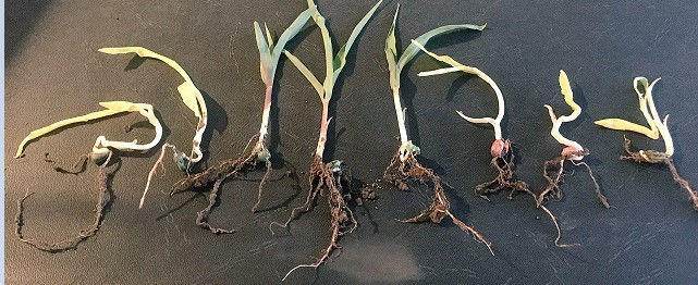 Corn seedlings pulled from the ground showing root development under cold stress
