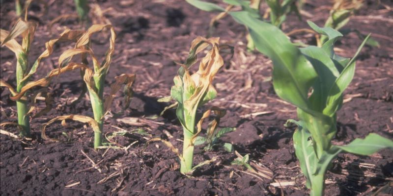 Early Corn Growth & Development