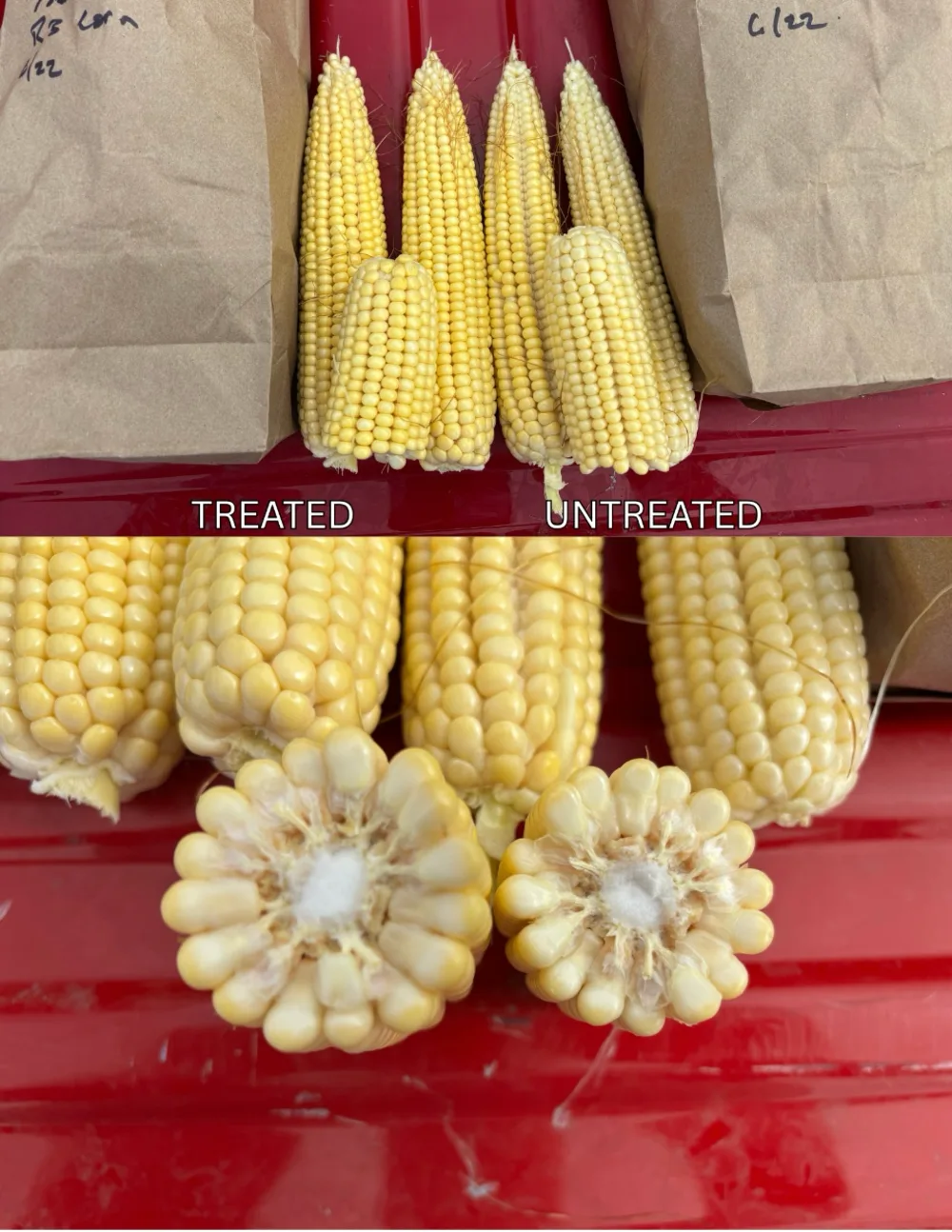 Treated ears (left) versus untreated ears (right), whole and in cross-section.