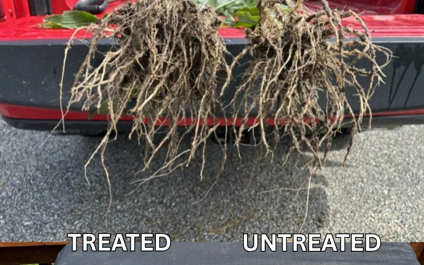 Southern Missouri Trials: 30 Days After Treatment