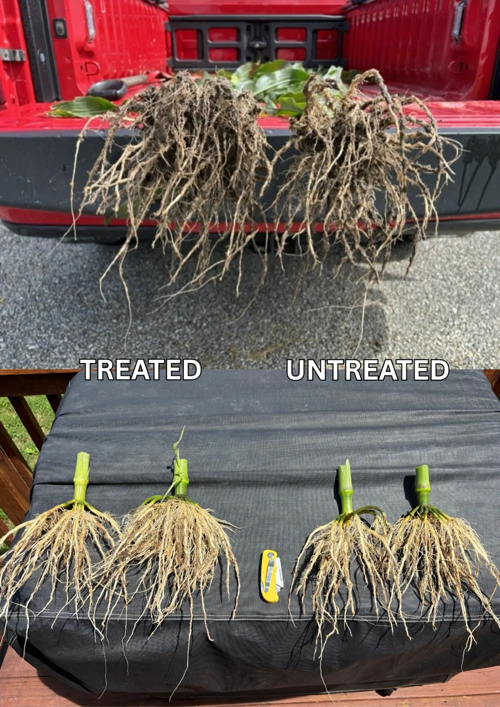 Root systems side by side: treated (left) versus untreated (right).