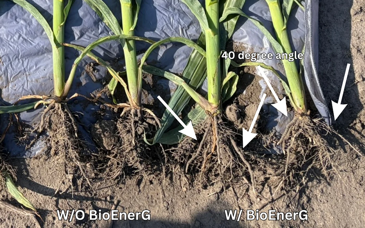From the Field: Roots That Refuse to Struggle