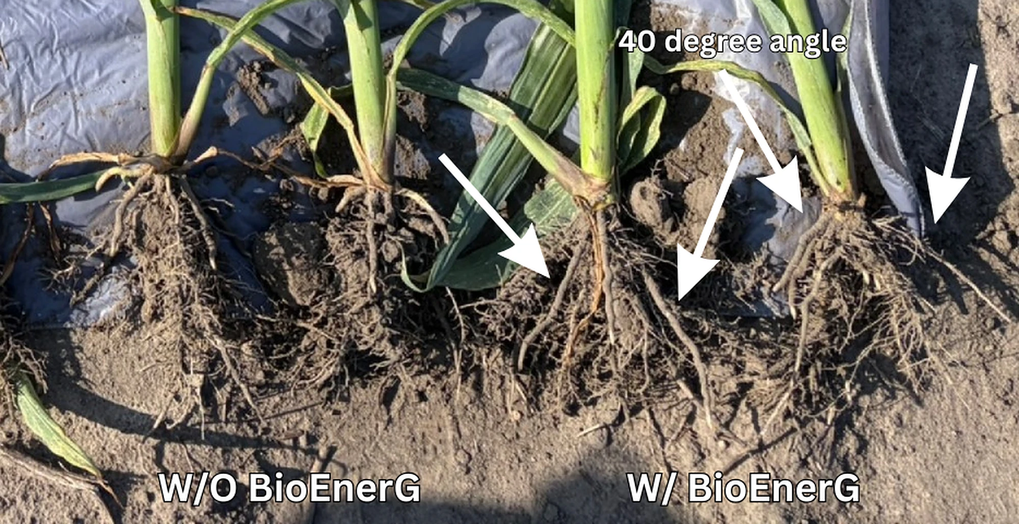 From the Field: Roots That Refuse to Struggle