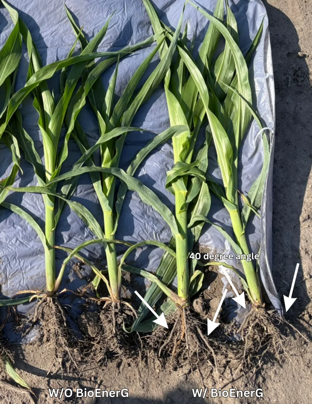 Corn plants pulled side by side — untreated (left) versus BioEnerG-treated (right). White arrows mark the treated roots driving down at a clean 40° angle.