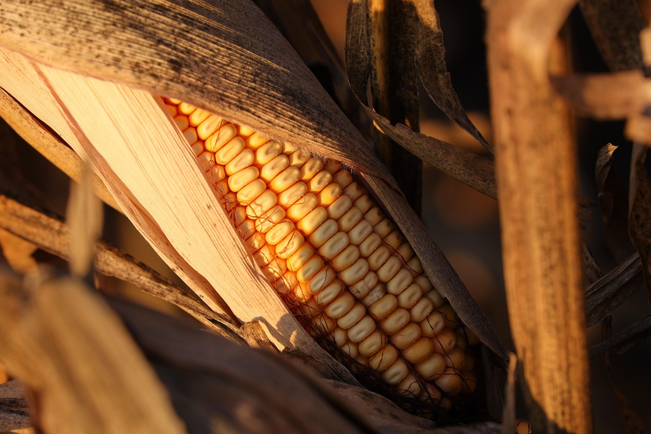 The Importance of Nitrogen