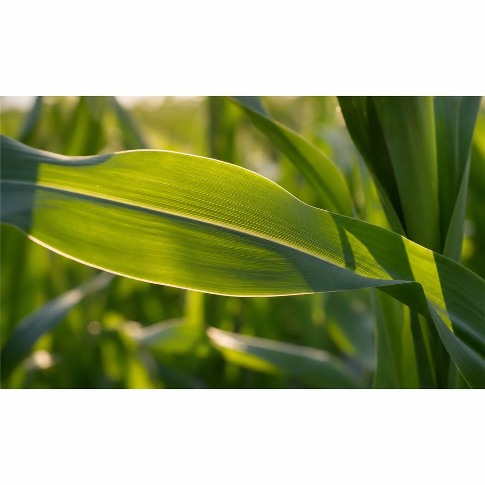 The AgriEnergy Cycle, Part 3: Plant Metabolism — What the Plant Does With What It Gets