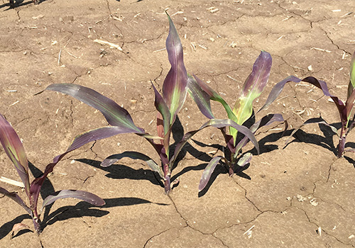 Purple corn showing signs of phosphorus stress in cool conditions