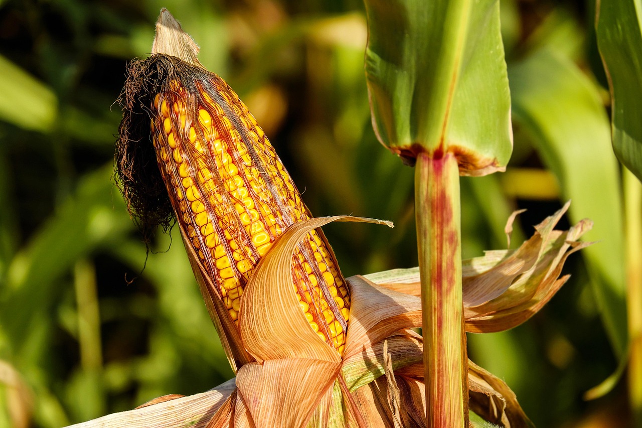 Making the Most from Your Residuce Application