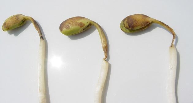Soybean seedlings damaged by cold temperatures at emergence