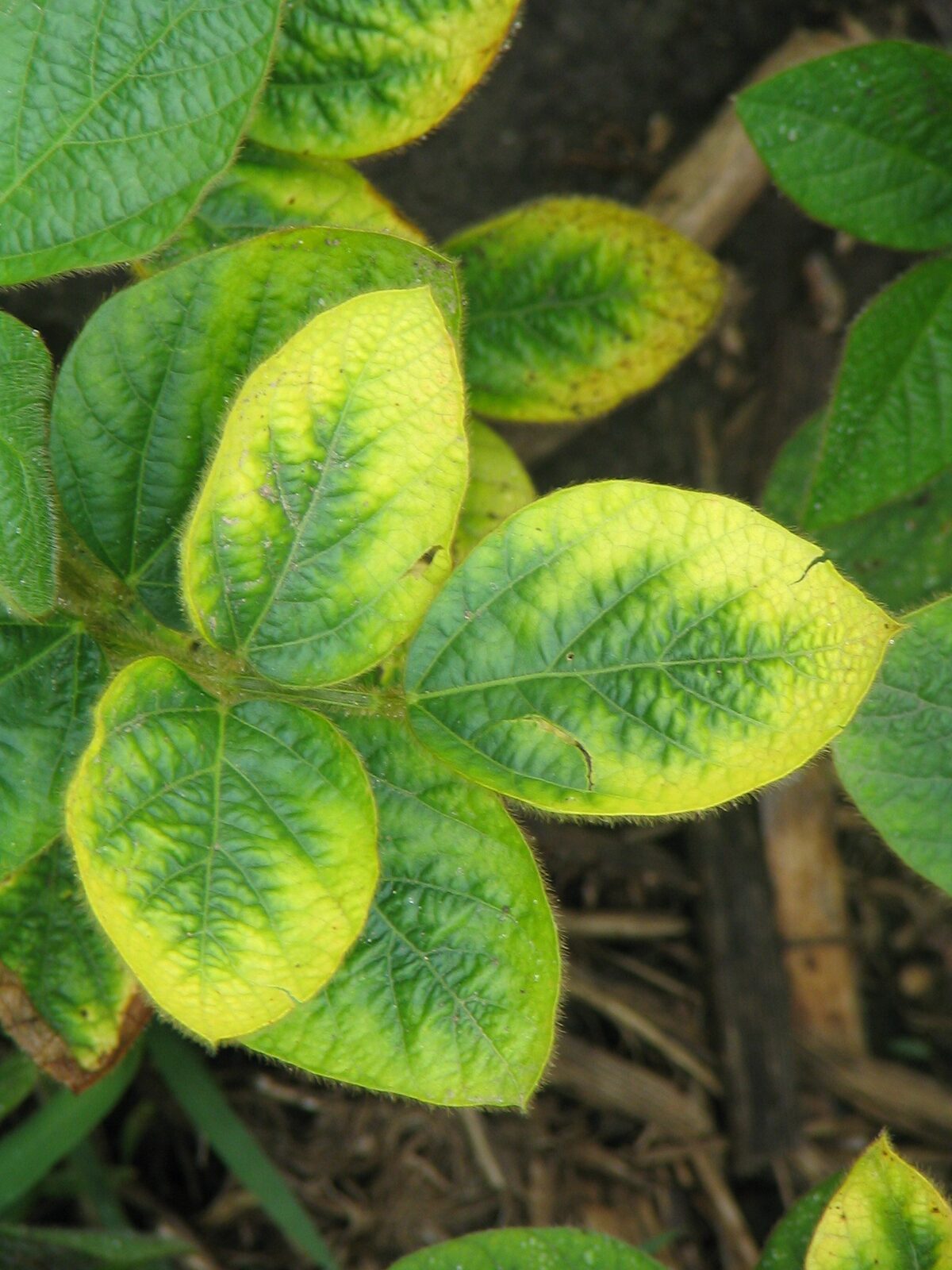 Soybean leaves showing yellowing margins characteristic of potassium deficiency