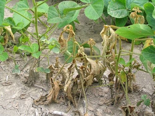 Soybean seedlings affected by seedling blight diseases in the field